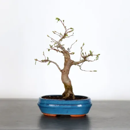 Bonsai Charmes CH-1-11