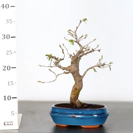 image supplémentaire - HORNBEAM "Carpinus" 1-11