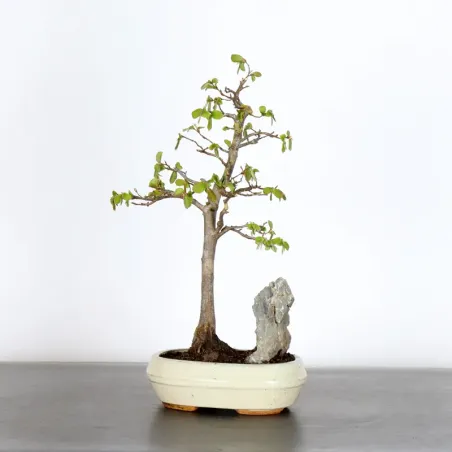 HORNBEAM "CARPINUS" 1-12