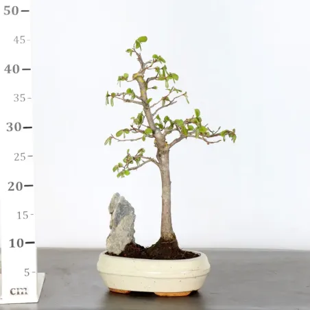 image supplémentaire - HORNBEAM "CARPINUS" 1-12