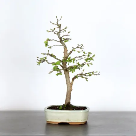 Hornbeam "carpinus" 1-15 (cracked pot)