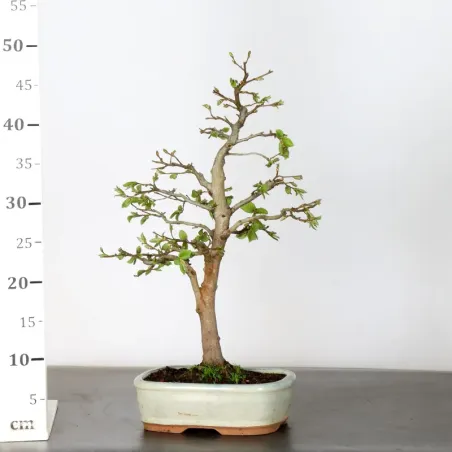 image supplémentaire - CHARME "Carpinus" 1-15 (pot...