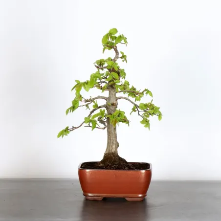 CHARME "Carpinus" 1-16