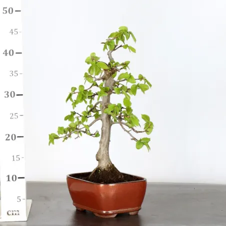 image supplémentaire - CHARME "Carpinus" 1-16