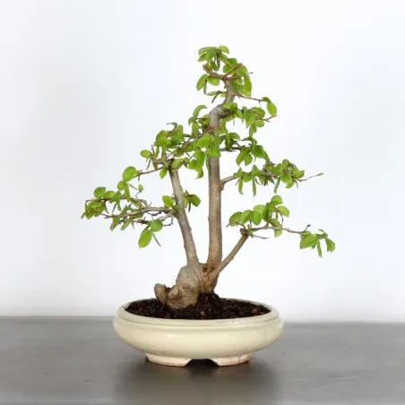 HORNBEAM "CARPINUS" 1-18