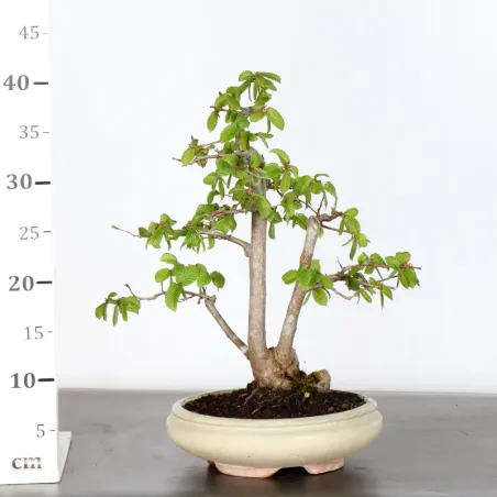 image supplémentaire - HORNBEAM "CARPINUS" 1-18