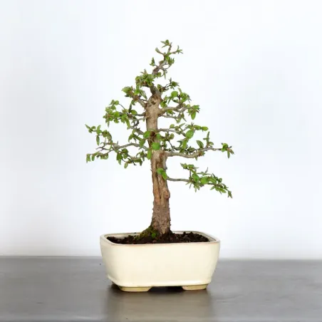 HORNBEAM "CARPINUS" 1-17