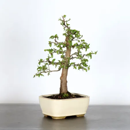 image supplémentaire - HORNBEAM "CARPINUS" 1-17