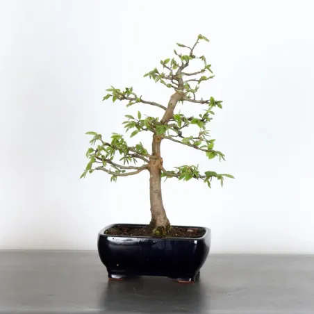 HORNBEAM "CARPINUS" 1-19