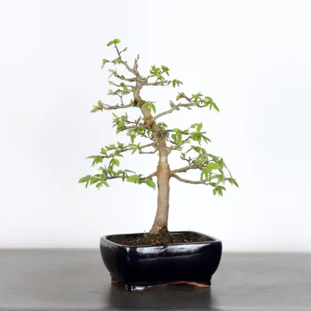 image supplémentaire - HORNBEAM "CARPINUS" 1-19