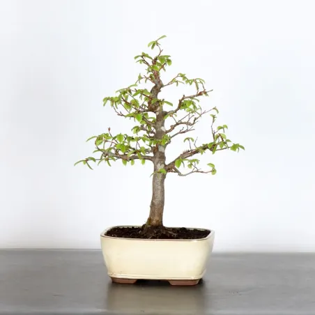 Bonsai Charmes CH-2-2
