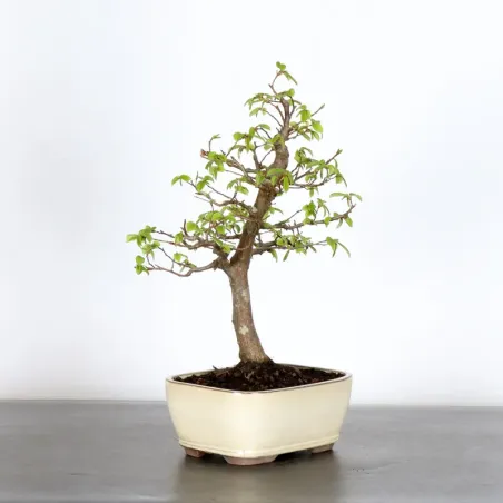 image supplémentaire - HORNBEAM "CARPINUS" 2-2