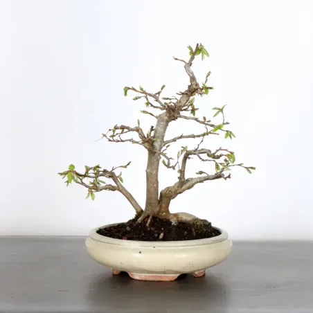 Bonsai Charmes CH-2-3