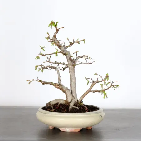 image supplémentaire - CHARME "Carpinus" 2-3