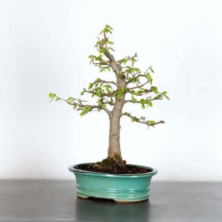 Bonsai Charms CH-2-4