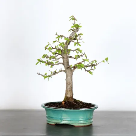 image supplémentaire - CHARME "Carpinus" 2-4