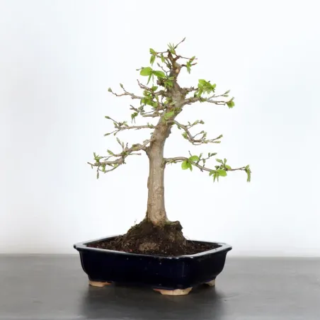 Bonsai Charms CH-2-7