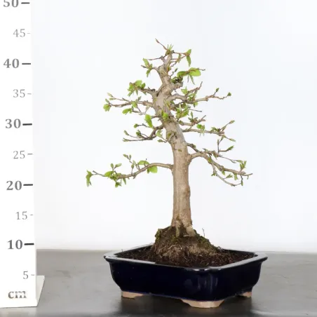 image supplémentaire - CHARME "Carpinus" 2-7