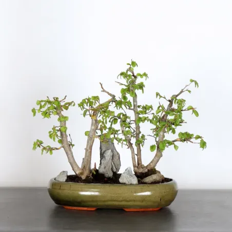 HORNBEAM "CARPINUS" 2-11