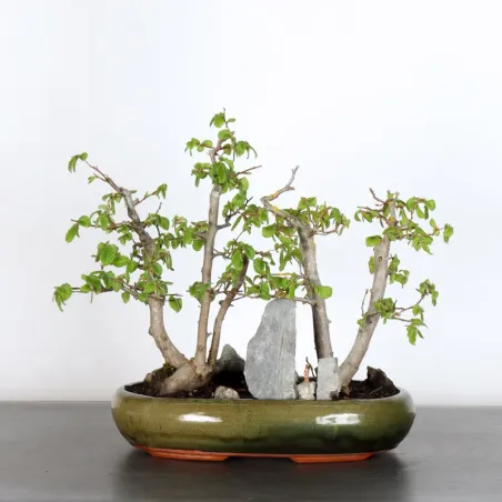 image supplémentaire - HORNBEAM "CARPINUS" 2-11