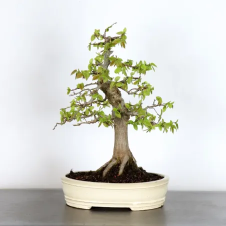 HORNBEAM "CARPINUS" 2-13