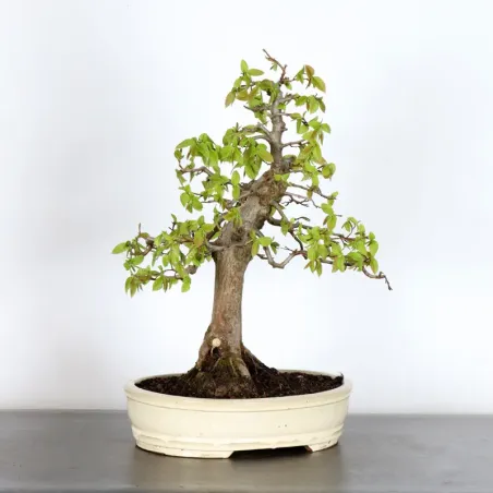 image supplémentaire - HORNBEAM "CARPINUS" 2-13