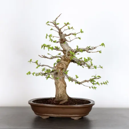 HORNBEAM "CARPINUS" 2-15