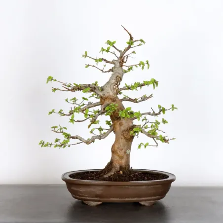 image supplémentaire - CHARME "Carpinus" 2-15