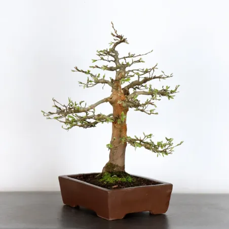 image supplémentaire - HORNBEAM "CARPINUS" 2-16