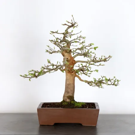 HORNBEAM "CARPINUS" 2-16