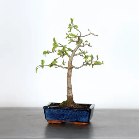 CHARME "Carpinus" 2-17