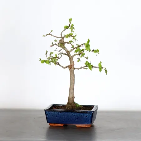 image supplémentaire - CHARME "Carpinus" 2-17