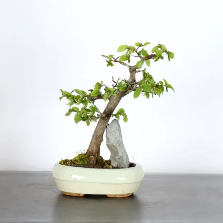 CHARME "Carpinus" 2-19