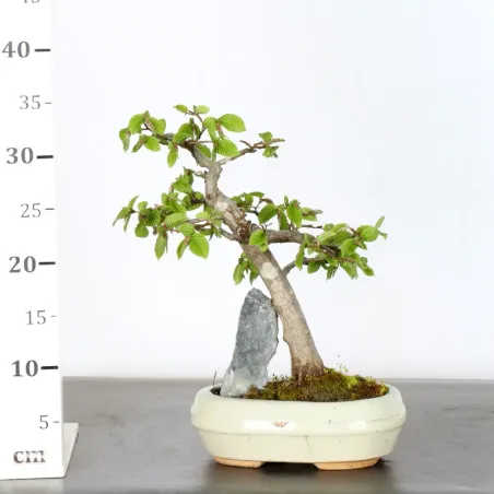 image supplémentaire - CHARME "Carpinus" 2-19