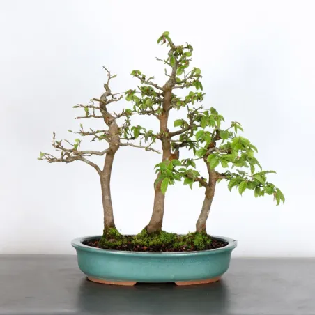CHARME "Carpinus" 2-21 (pot fissuré)