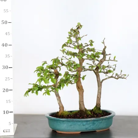 image supplémentaire - HORNBEAM "CARPINUS" 2-21...