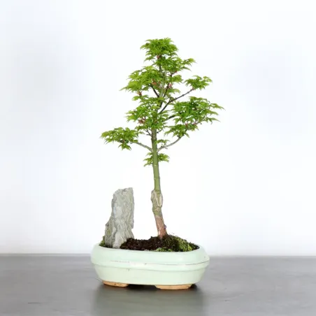 Érable du japon "ACER SHISHIGASHIRA" 1-7