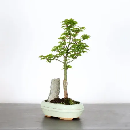 image supplémentaire - JAPANESE MAPLE "ACER...