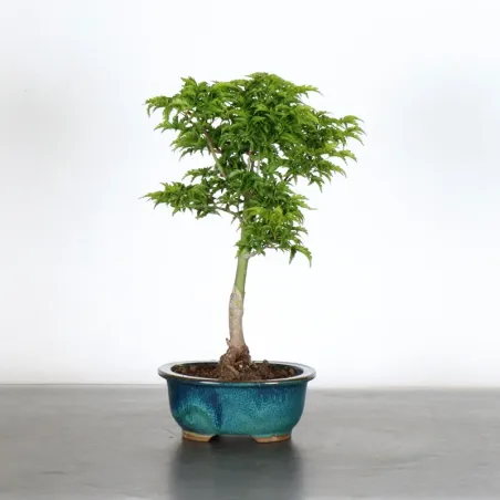 JAPANESE MAPLE "ACER SHISHIGASHIRA" 1-8