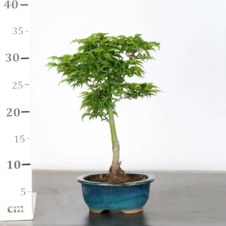 image supplémentaire - JAPANESE MAPLE "ACER...