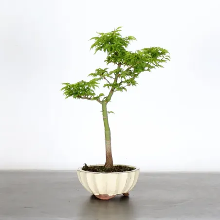 Bonsai Erable Palmatum Shishigashira AS-2-2