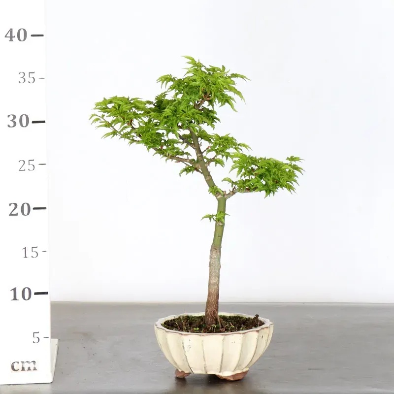 image supplémentaire - ERABLE DU JAPON "ACER...