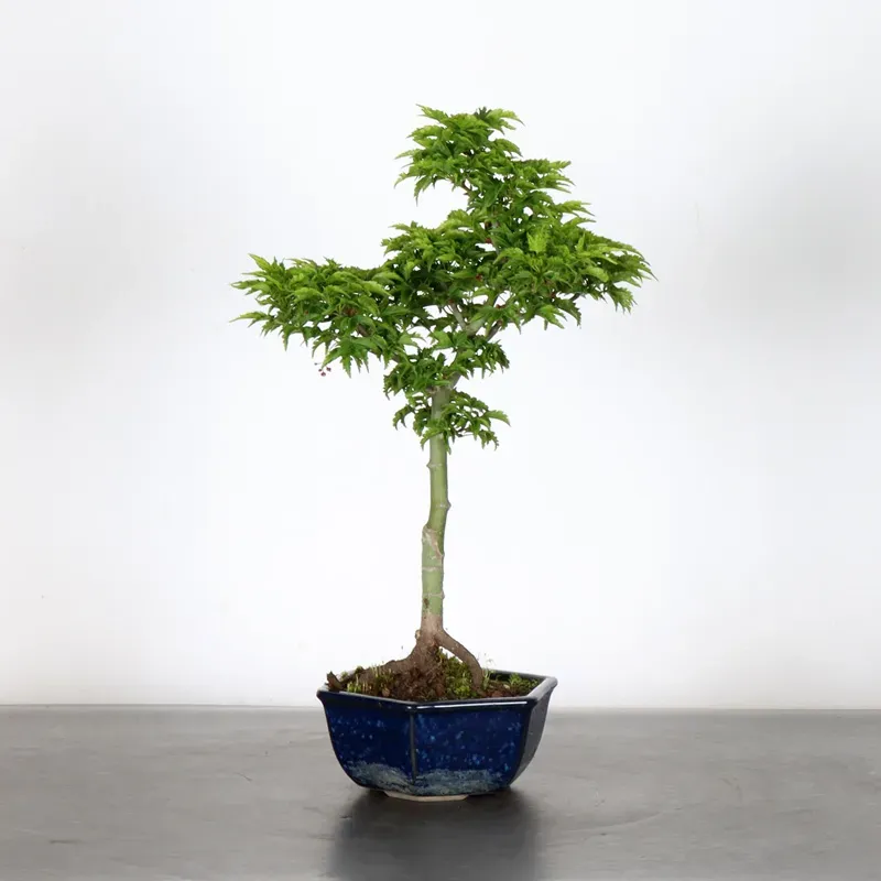 Bonsai Erable Palmatum Shishigashira AS-2-4