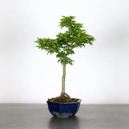 Bonsai Erable Palmatum Shishigashira AS-2-4