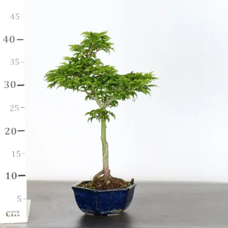 image supplémentaire - JAPANESE MAPLE "ACER...