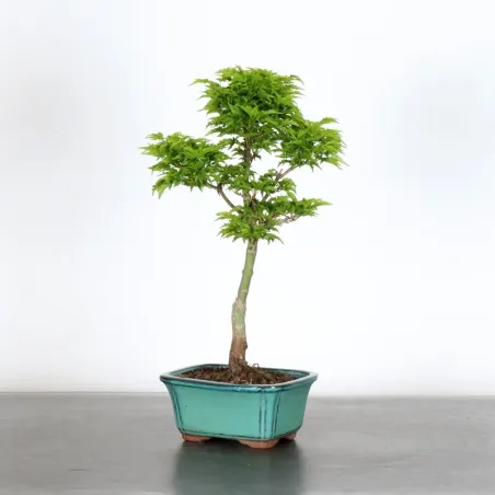 JAPANESE MAPLE "ACER SHISHIGASHIRA" 2-6