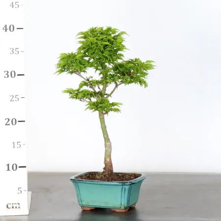 image supplémentaire - Érable du japon "ACER...