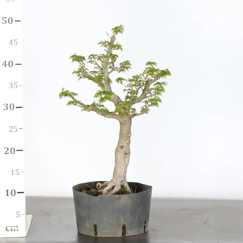 image supplémentaire - JAPANESE MAPLE "ACER...