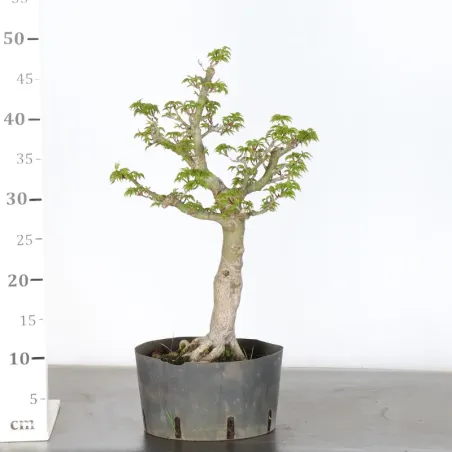 image supplémentaire - Érable du japon "ACER...