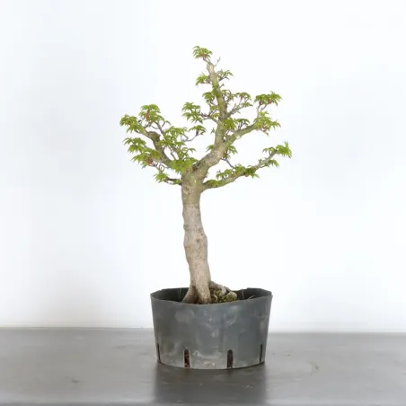 Érable du japon "ACER SHISHIGASHIRA" 2-7